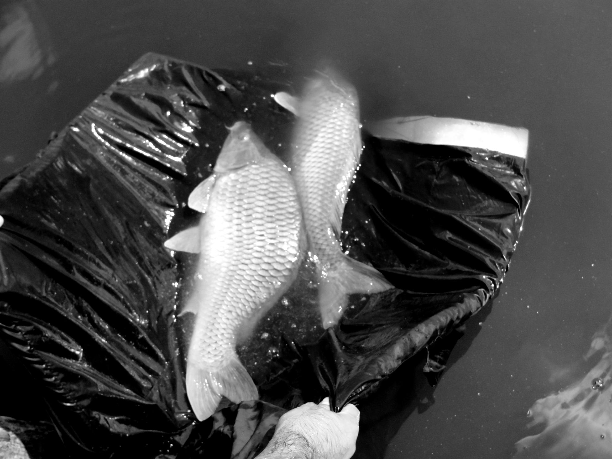 Moara Vlasiei 2 - 9 iunie partea a doua - se vor intoarce cand vor fi mai mari